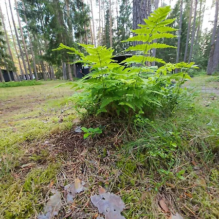 Puhkekeskus Camping