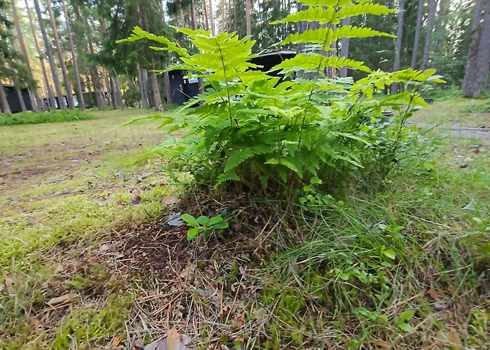 Puhkekeskus Campsite